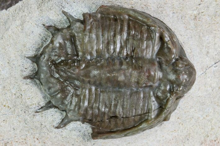 Basseiarges Trilobite - Jorf, Morocco #105352